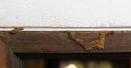 Wooden window frame with termite mud tubes