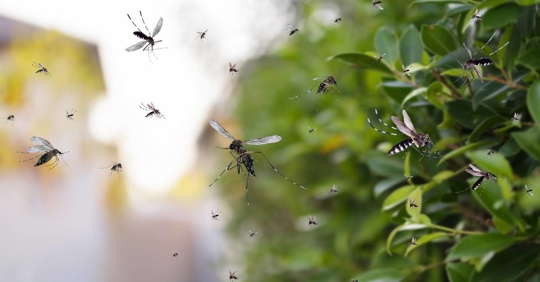mosquitoes in the yard