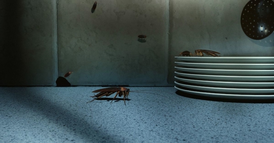 Cockroaches on kitchen counter