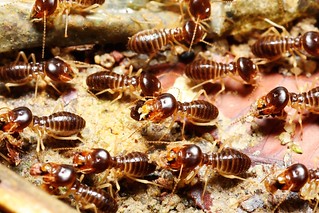 A close-up shows a cluster of termites with brown striped bodies and dark heads crawling over a surface.