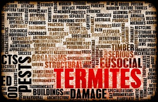 This image is a word cloud about termites and their characteristics.