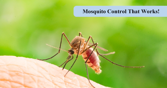 A mosquito is shown biting a person's skin to feed on their blood.