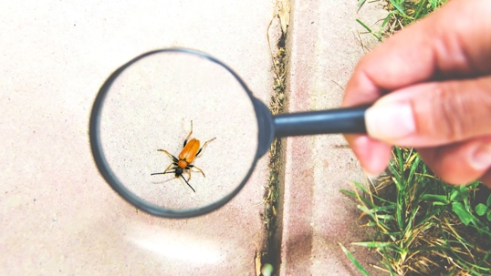 A person uses a magnifying glass to observe an orange beetle on a concrete surface.