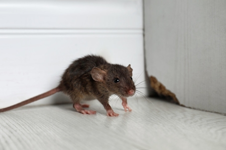A brown rat scurries across a light-colored floor near a white wall corner.