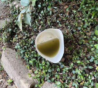 A white bucket half-filled with murky liquid