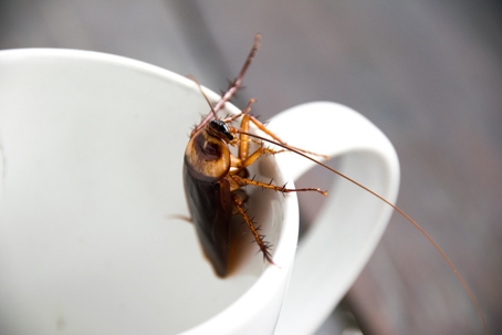A cockroach crawls over the edge of a white mug.