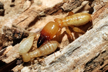 A close-up photo of termites