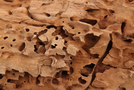 A piece of weathered wood shows extensive damage with numerous holes and eroded surfaces.