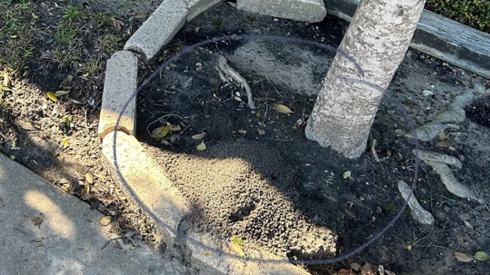 A small tree grows from a circle of dirt surrounded by broken concrete blocks.
