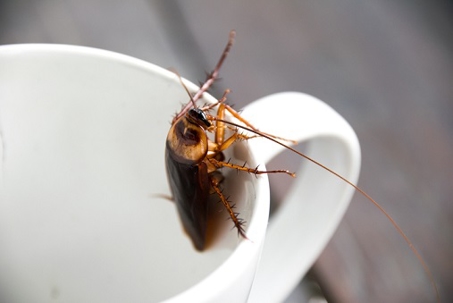 Close up cockroach in mouth white cup