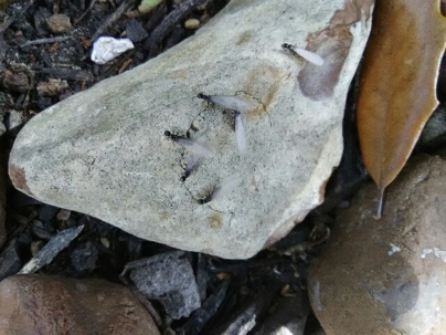 A group of ants with wings are on a rock next to a leaf.