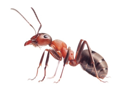 A close-up picture of a red ant