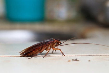 A cockroach