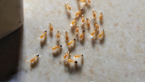 A cluster of tiny, light-orange pharaoh ants is crawling on a light-colored surface.