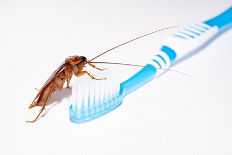 A cockroach and a toothbrush