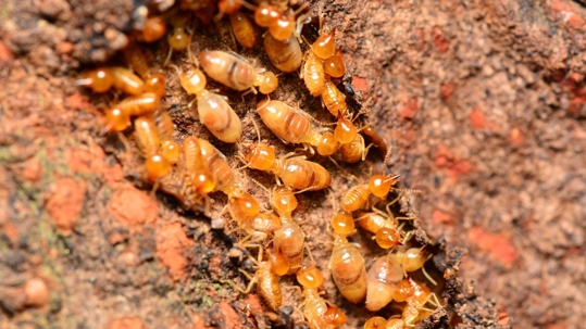 A cluster of termites crawls around on a piece of wood.