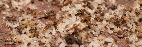 A mass of small, brown ants swarms around a pile of white, rice-like larvae or eggs on a reddish-brown surface.