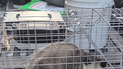 Opossum 1 Photo