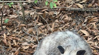 Opossum 5 Photo