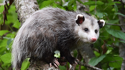 Opossum Removal