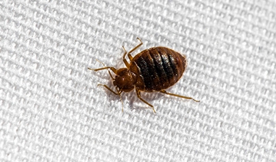 Bed Bug Treatment