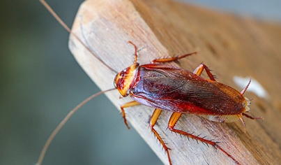 Cockroach Control