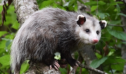 Opossum Removal