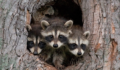 Raccoon Removal