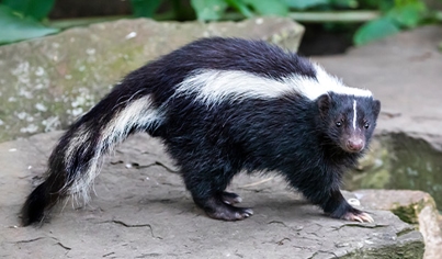 Skunk Removal