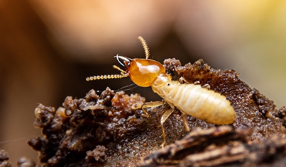 Termite Treatment