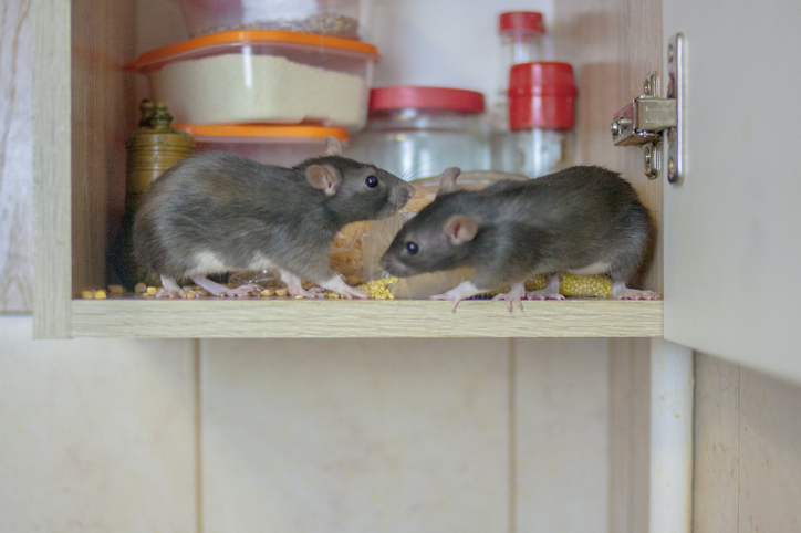 Two rats are inside a kitchen cabinet, near some food containers.