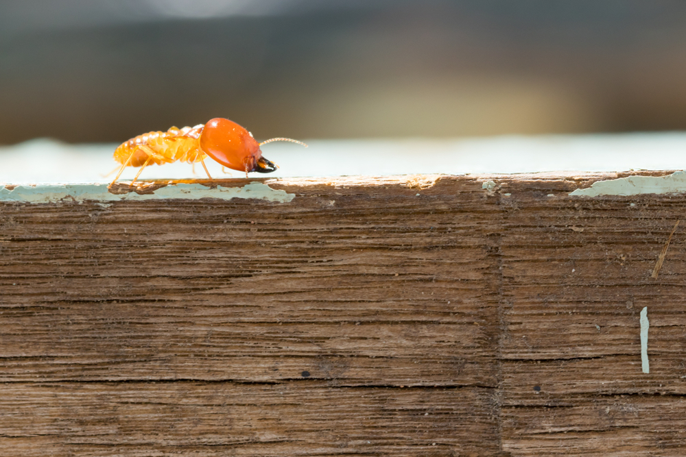 A termite crawls along a piece of weathered wood.