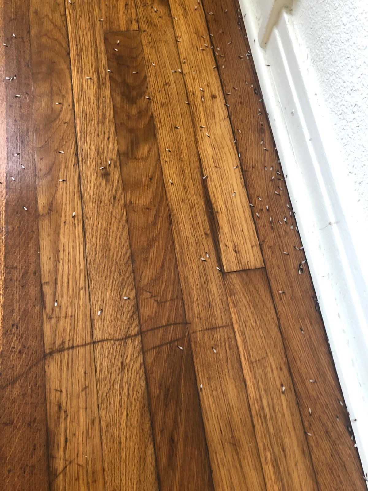 Termite on the wood