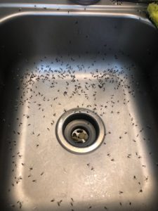 Termites Types in Houston And How They Cost Homeowners Millions