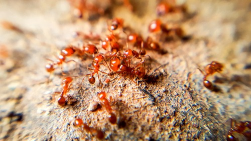 Fire Ant shutterstock 668378221 hartzpestcontrol